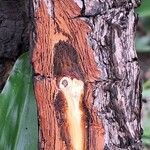 Psorospermum febrifugum Rinde