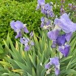 Iris pallida Floro