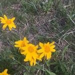 Balsamorhiza hookeri Fiore