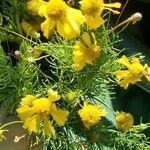 Helenium amarum Flower