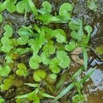 Hydrocotyle leucocephala Leaf