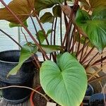 Homalomena rubescens Hoja