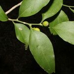 Schoepfia vacciniiflora Leaf