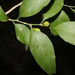 Schoepfia vacciniiflora Hoja