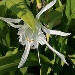 Hymenocallis liriosme Цвят