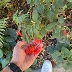 Fuchsia triphylla Kwiat