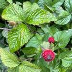 Potentilla indica Folha