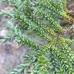 Fitzroya cupressoides Yaprak