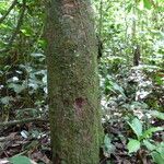 Picralima nitida Corteza