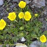 Potentilla brauneana Vekstform