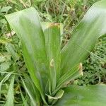 Crinum macowaniiBlad