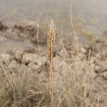 Carex colchica Leaf