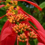 Warszewiczia coccinea Fruit