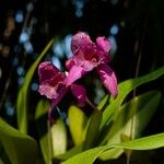 Guarianthe skinneri Blomst