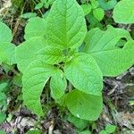 Physalis heterophylla Lehti