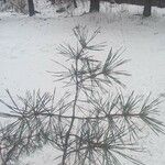 Pinus sylvestris Folla