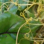 Cuscuta campestris Bark