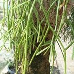 Rhipsalis micrantha Leaf