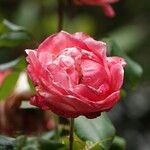 Rosa lucieae Květ