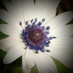 Anemone hortensis Kvet
