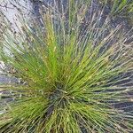 Eleocharis multicaulis Vrucht