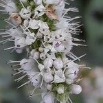 Mentha suaveolens Flower