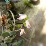 Bulbophyllum apetalum Feuille