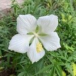 Hibiscus coccineus Flower