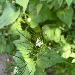 Alliaria petiolata Blüte
