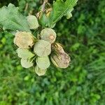 Hibiscus syriacusKvet