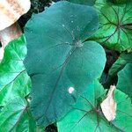 Begonia handelii Hábitos