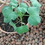 Pelargonium acetosum Leaf