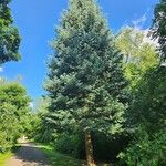 Abies concolor Liść