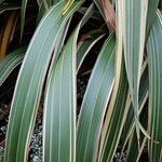 Phormium tenax Leaf