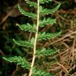 Woodsia ilvensis برگ