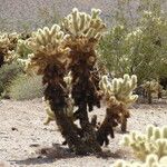 Cylindropuntia bigelovii Habitus