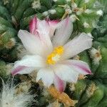Aztekium ritteri Flower