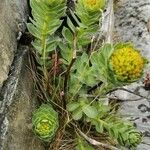 Rhodiola rosea Лист