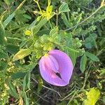 Centrosema virginianum Fiore