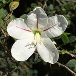 Bauhinia natalensis Květ