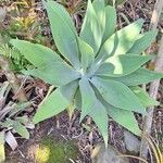 Agave attenuata Лист