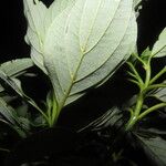 Cornus disciflora Blatt