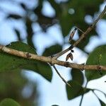 Geniostoma borbonicum Плод