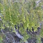 Plocama pendula Leaf