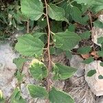 Celtis africana Leaf