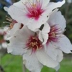 Prunus dulcis Цветок