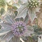 Eryngium maritimumFlower