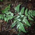 Pteris repens Liść