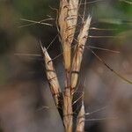 Bromus lanceolatus 花