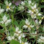 Paronychia argenteaFlower